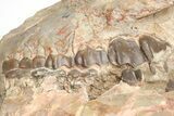 Fossil Running Rhino (Hyracodon) Partial Skull - Wyoming #216118-9